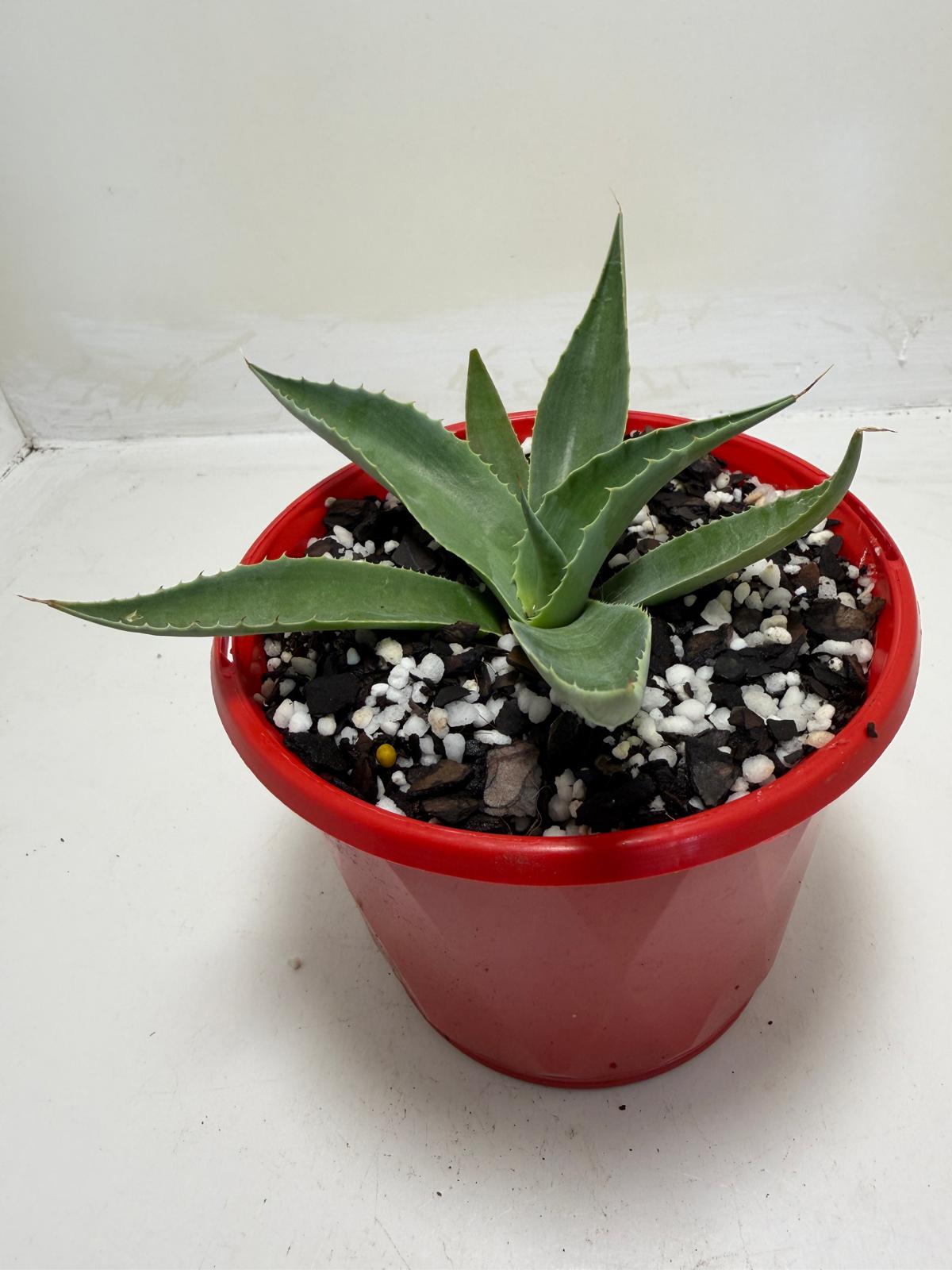 Agave ovatifolia Giant Whale Tongue Agave |130mm