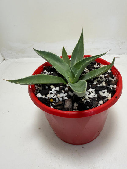 Agave ovatifolia Giant Whale Tongue Agave |130mm