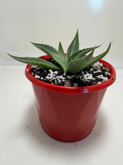 Agave ovatifolia Giant Whale Tongue Agave |130mm