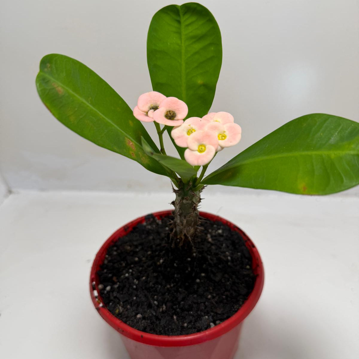 Euphorbia milli Pink Succulent for Bright Spaces |130mm