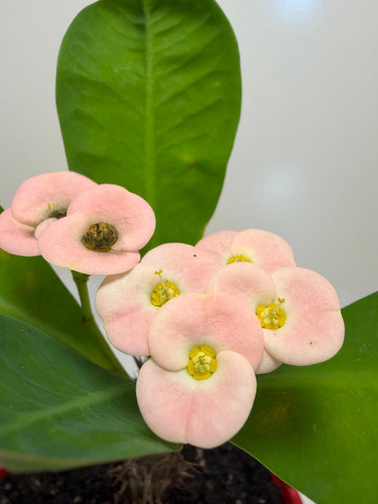 Euphorbia milli Pink Succulent for Bright Spaces |130mm