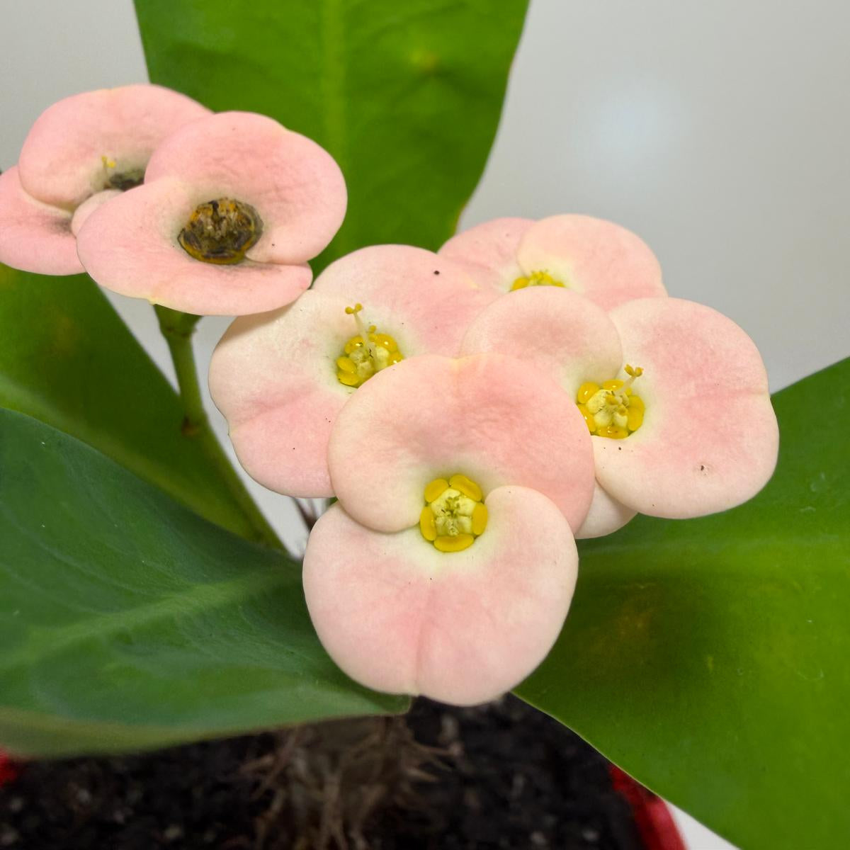 Euphorbia milli Pink Succulent for Bright Spaces |130mm