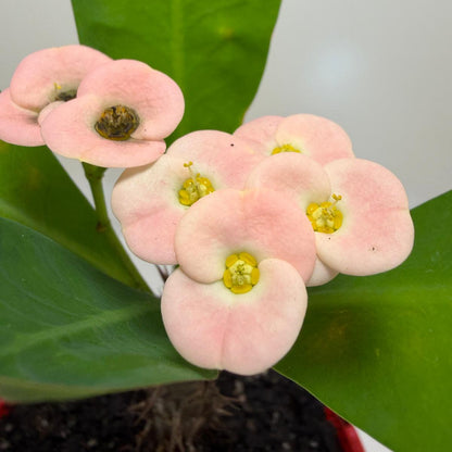 Euphorbia milli Pink Succulent for Bright Spaces |130mm