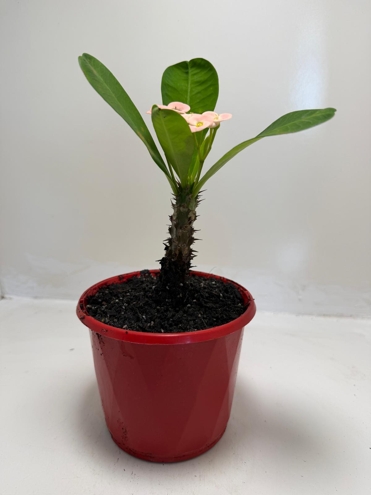 Euphorbia milli Pink Succulent for Bright Spaces |130mm