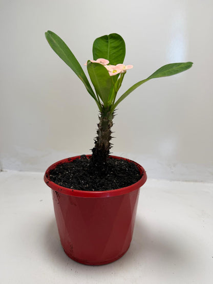 Euphorbia milli Pink Succulent for Bright Spaces |130mm