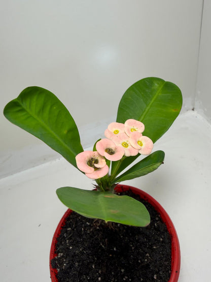 Euphorbia milli Pink Succulent for Bright Spaces |130mm