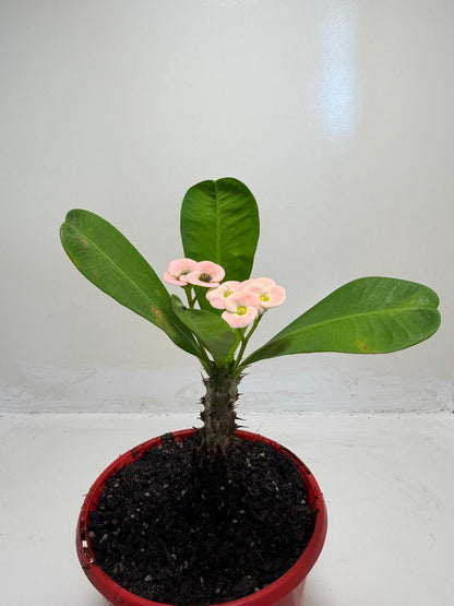 Euphorbia milli Pink Succulent for Bright Spaces |130mm