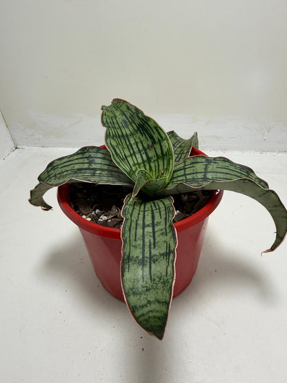 Sansevieria Cleopatra Compact Snake Plant |130mm