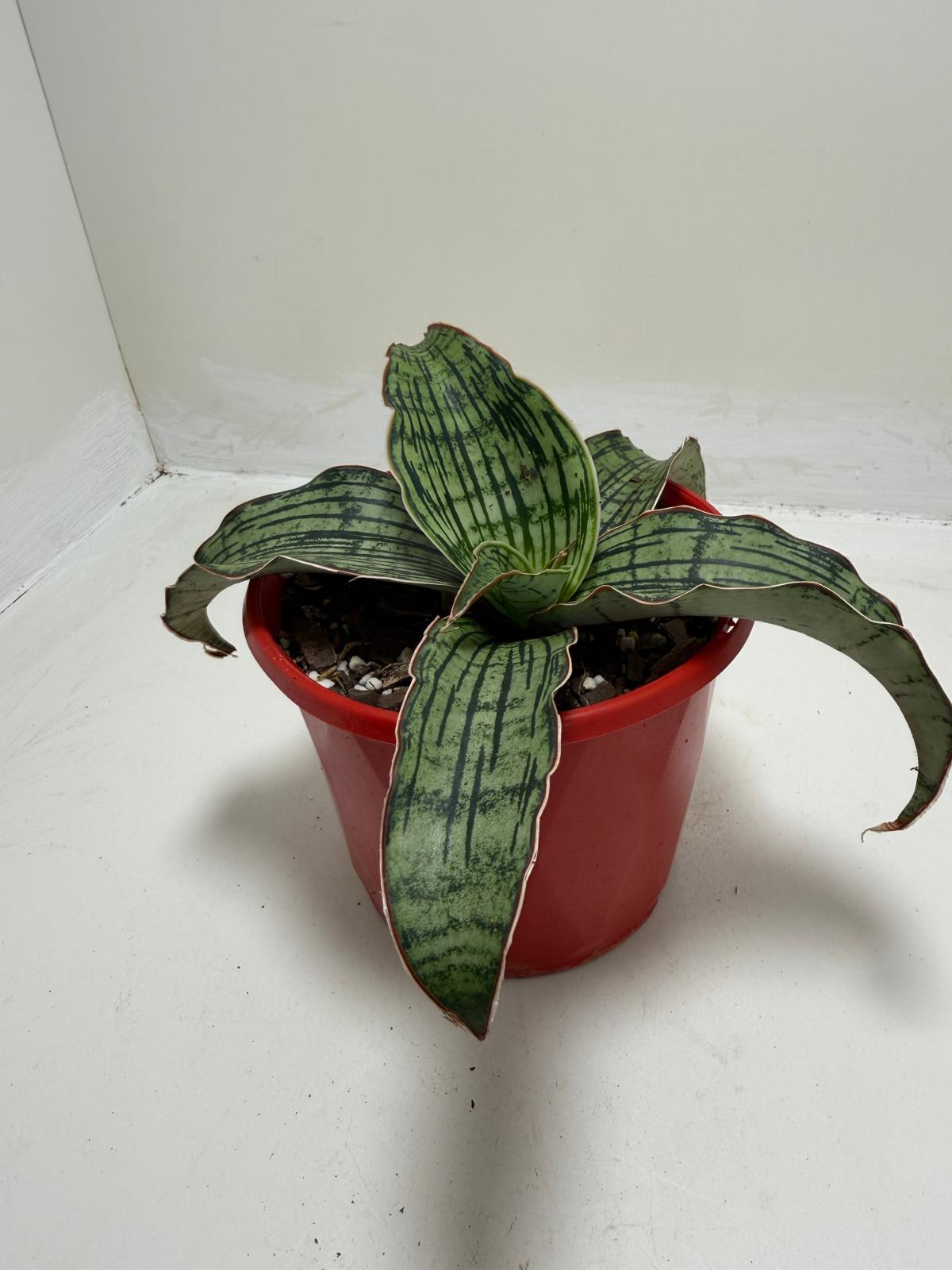 Sansevieria Cleopatra Compact Snake Plant |130mm