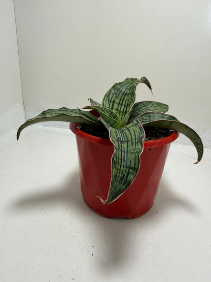 Sansevieria Cleopatra Compact Snake Plant |130mm