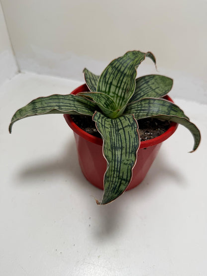 Sansevieria Cleopatra Compact Snake Plant |130mm