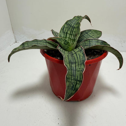 Sansevieria Cleopatra Compact Snake Plant |130mm
