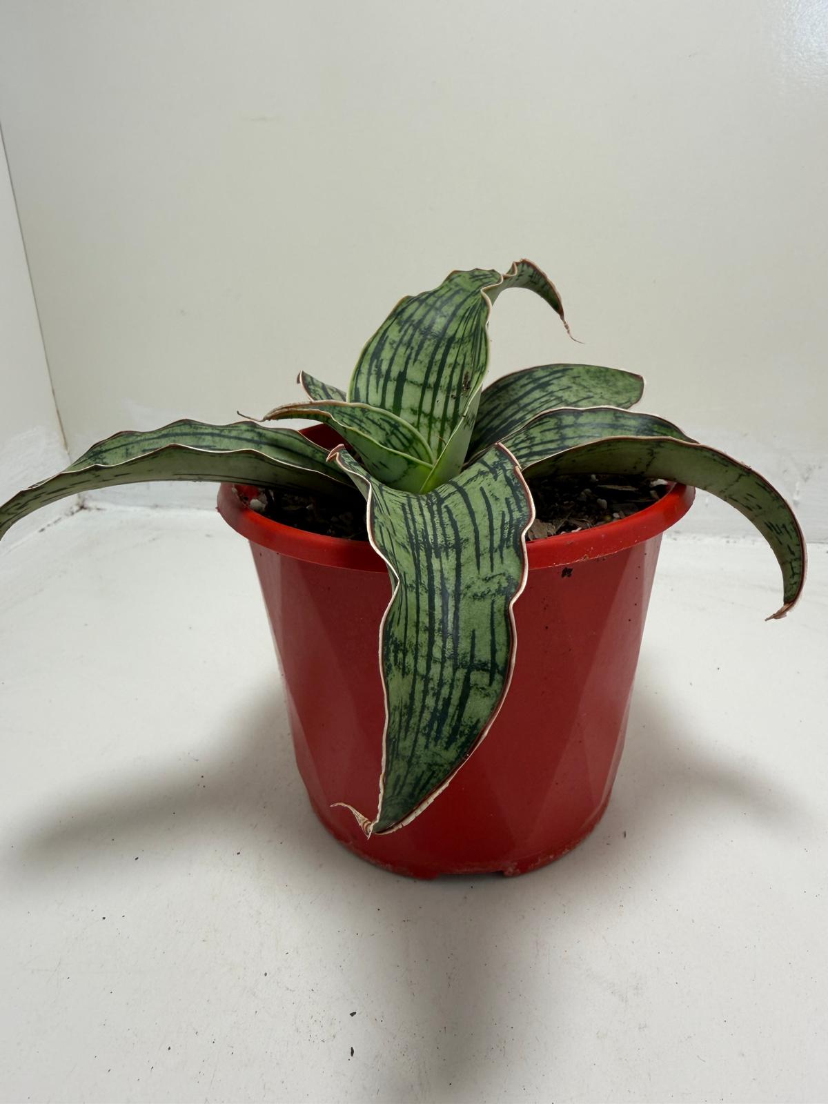 Sansevieria Cleopatra Compact Snake Plant |130mm