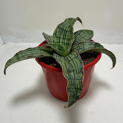 Sansevieria Cleopatra Compact Snake Plant |130mm
