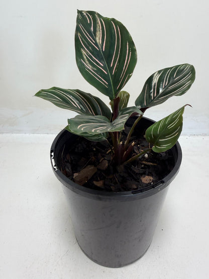 Calathea Ornata
