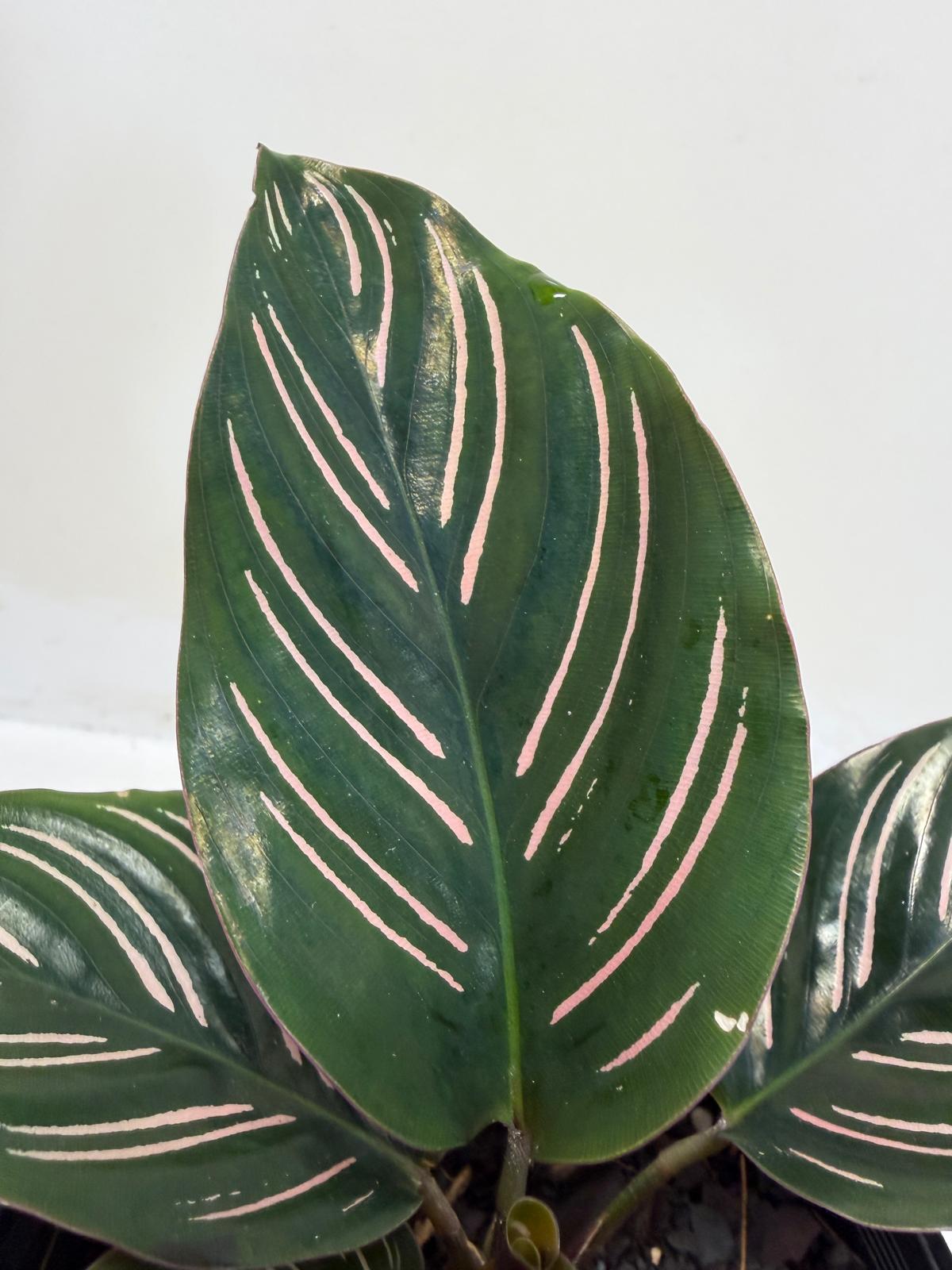 Calathea Ornata