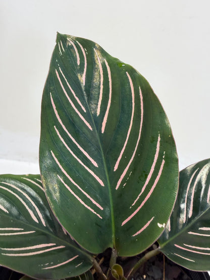 Calathea Ornata