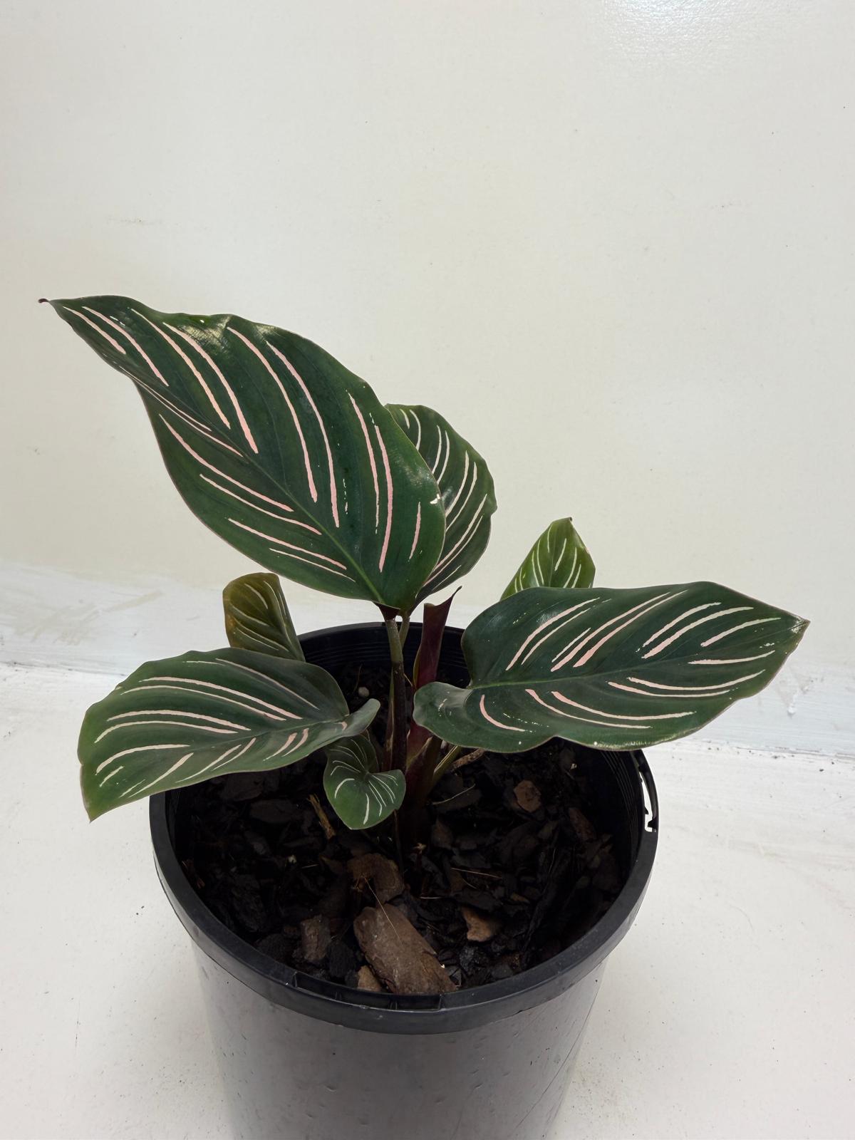 Calathea Ornata