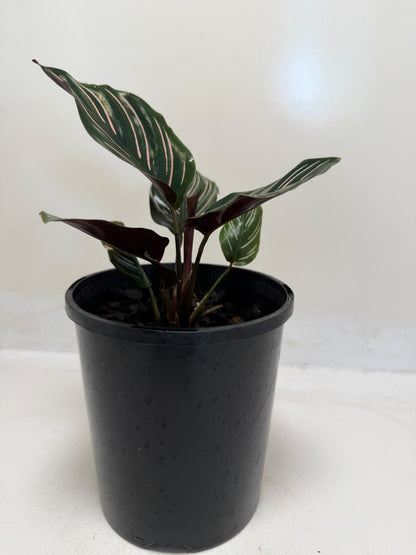 Calathea Ornata