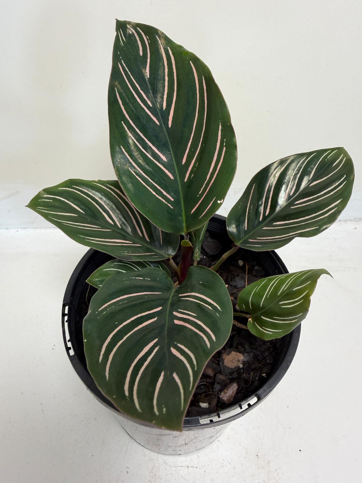 Calathea Ornata