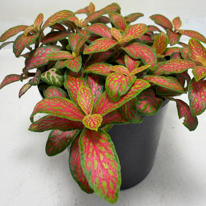 Buy Fittonia Ruyi | Statement Indoor Plant| 100mm