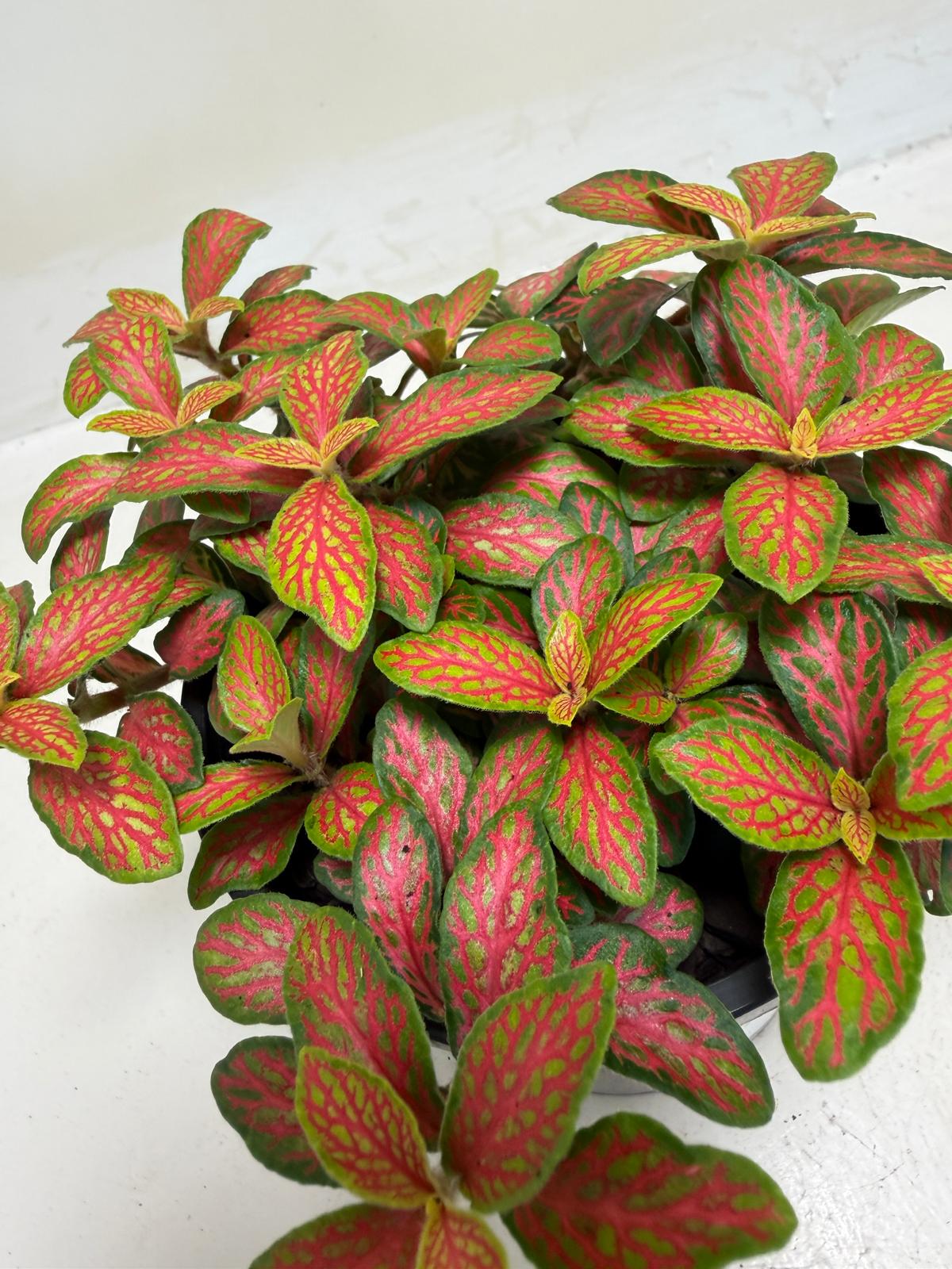 Buy Fittonia Ruyi | Statement Indoor Plant| 100mm