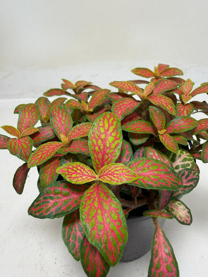 Buy Fittonia Ruyi | Statement Indoor Plant| 100mm