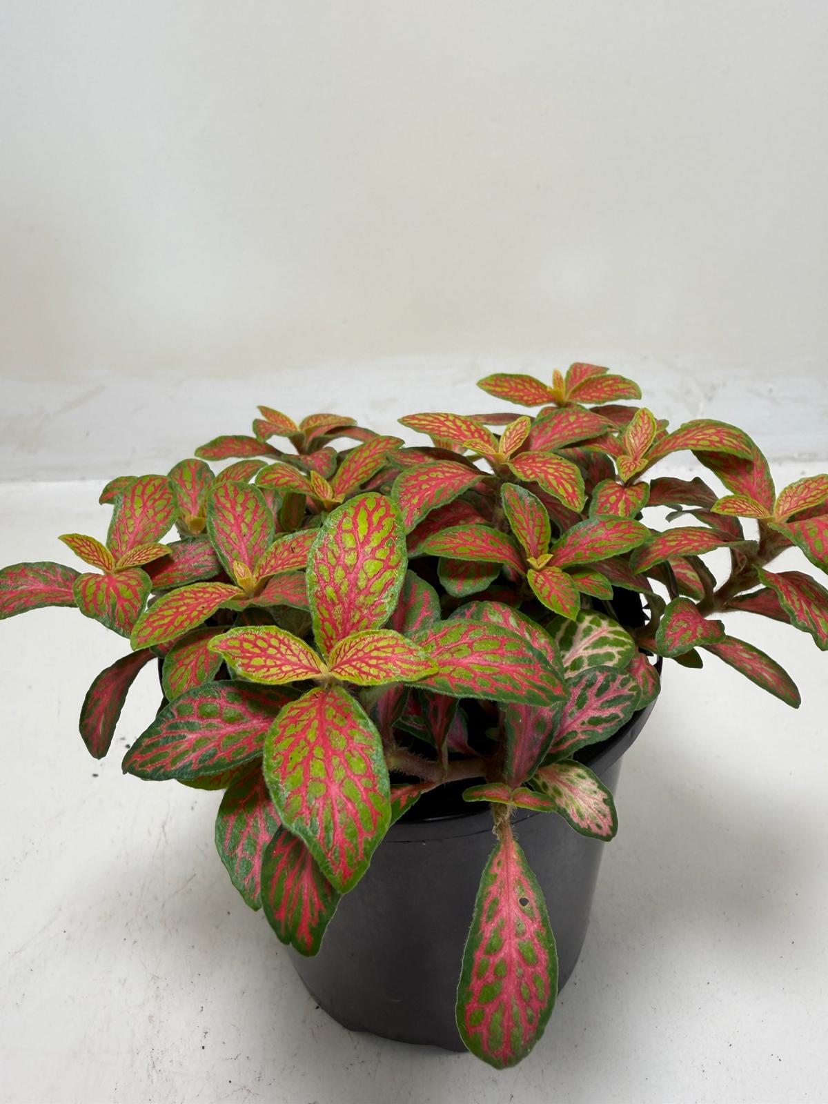 Buy Fittonia Ruyi | Statement Indoor Plant| 100mm