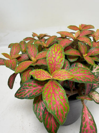 Buy Fittonia Ruyi | Statement Indoor Plant| 100mm