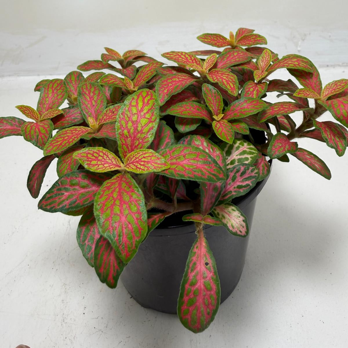 Buy Fittonia Ruyi | Statement Indoor Plant| 100mm