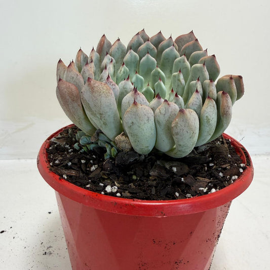 Buy Echeveria Gmmul | Easy Care Houseplant|130mm