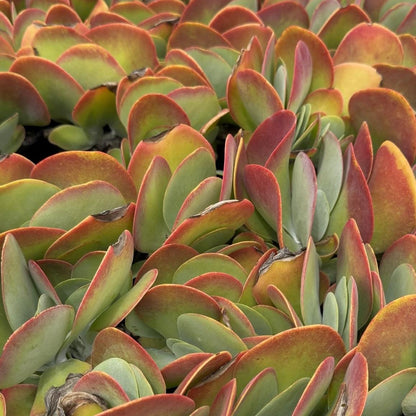 Buy Kalanchoe Bronze Sculpture | 100mm