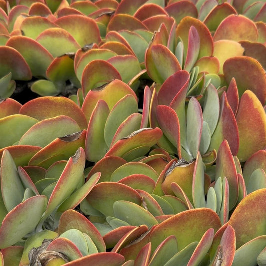 Buy Kalanchoe Bronze Sculpture | 100mm