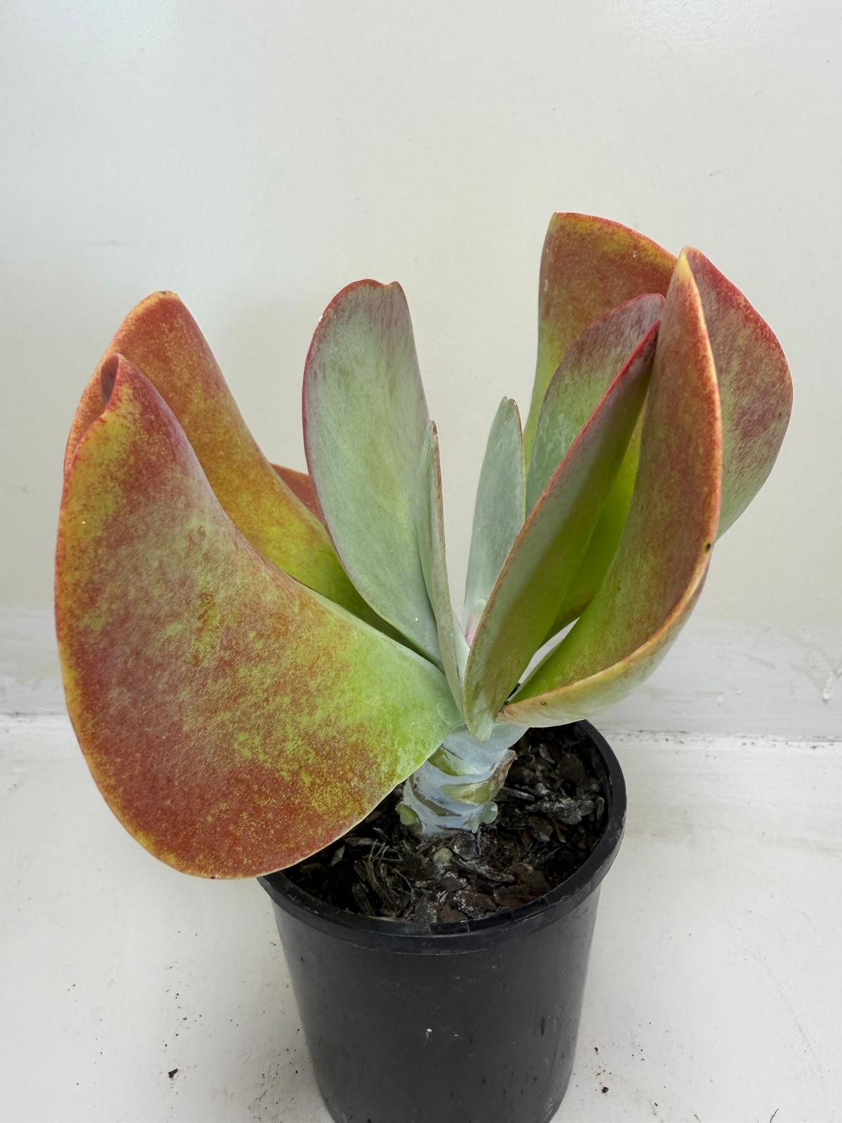 Buy Kalanchoe Bronze Sculpture | 100mm