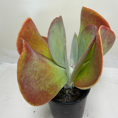 Buy Kalanchoe Bronze Sculpture | 100mm