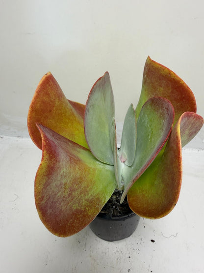 Buy Kalanchoe Bronze Sculpture | 100mm