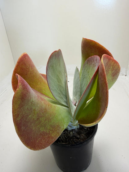 Buy Kalanchoe Bronze Sculpture | 100mm