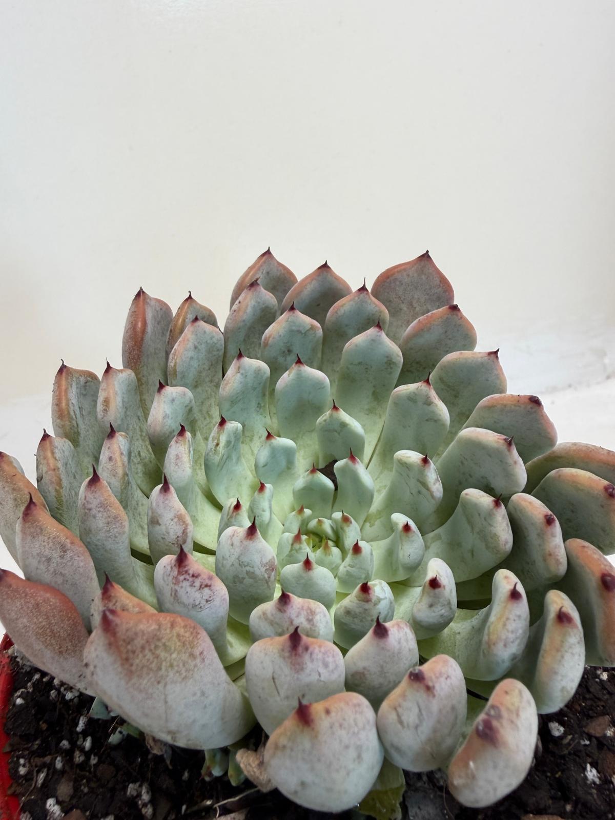Buy Echeveria Gmmul | Easy Care Houseplant|130mm