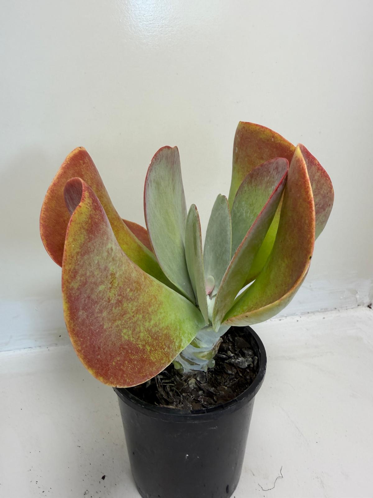 Buy Kalanchoe Bronze Sculpture | 100mm