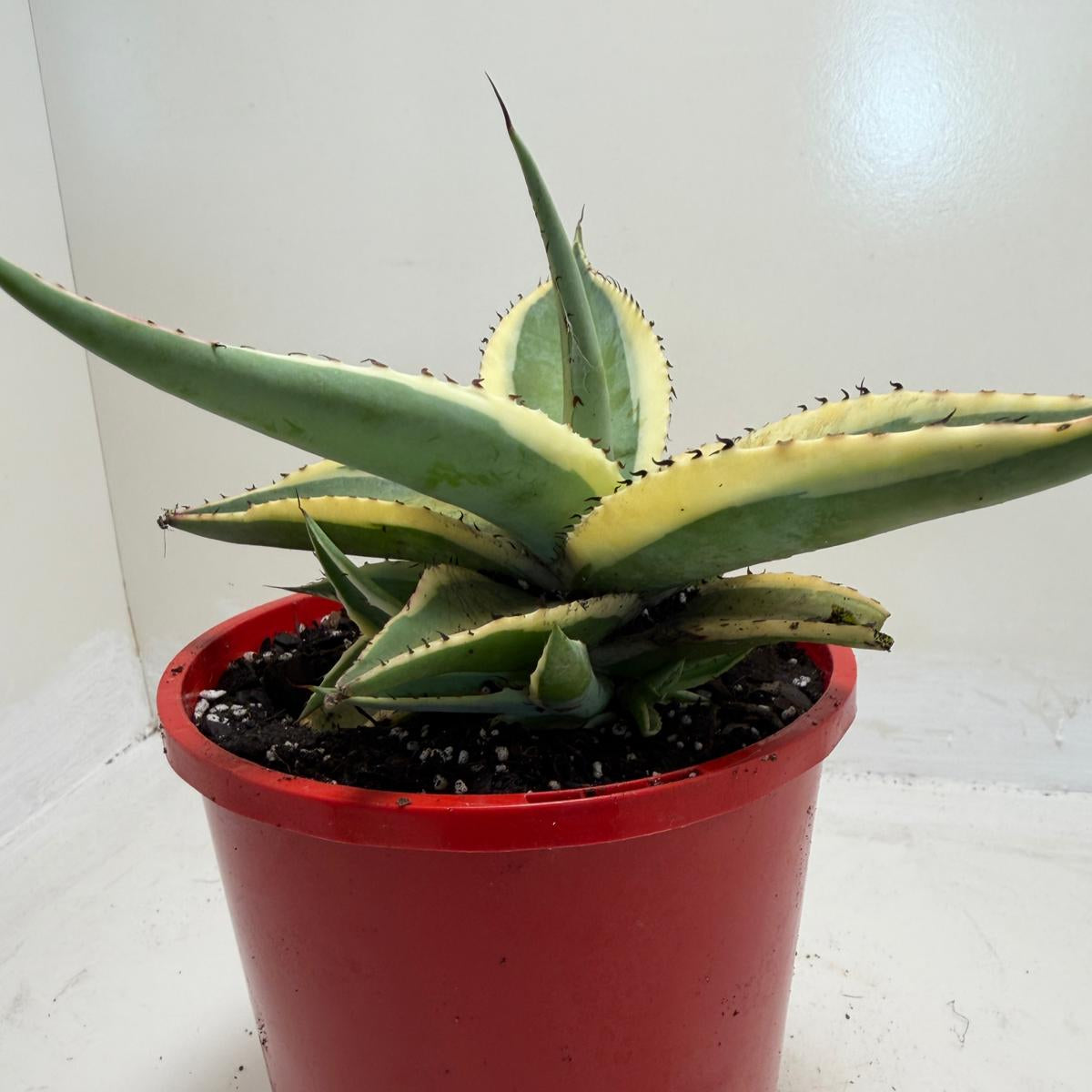 Buy Agave guiengola Creme Brulee | Rare & Exotic Plant|130mm