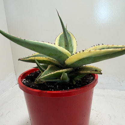 Buy Agave guiengola Creme Brulee | Rare & Exotic Plant|130mm