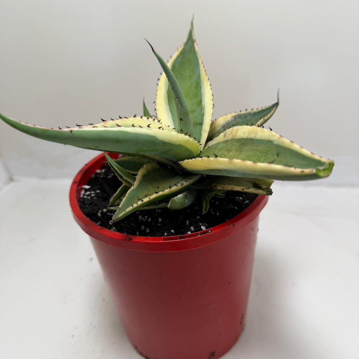Buy Agave guiengola Creme Brulee | Rare & Exotic Plant|130mm
