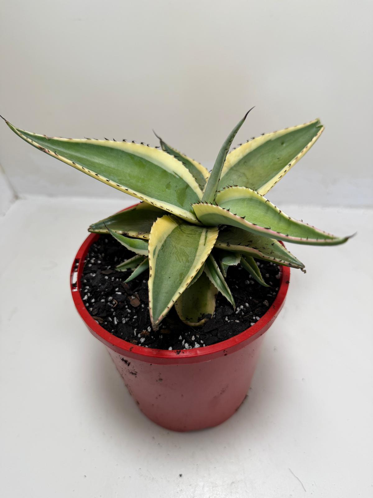 Buy Agave guiengola Creme Brulee | Rare & Exotic Plant|130mm