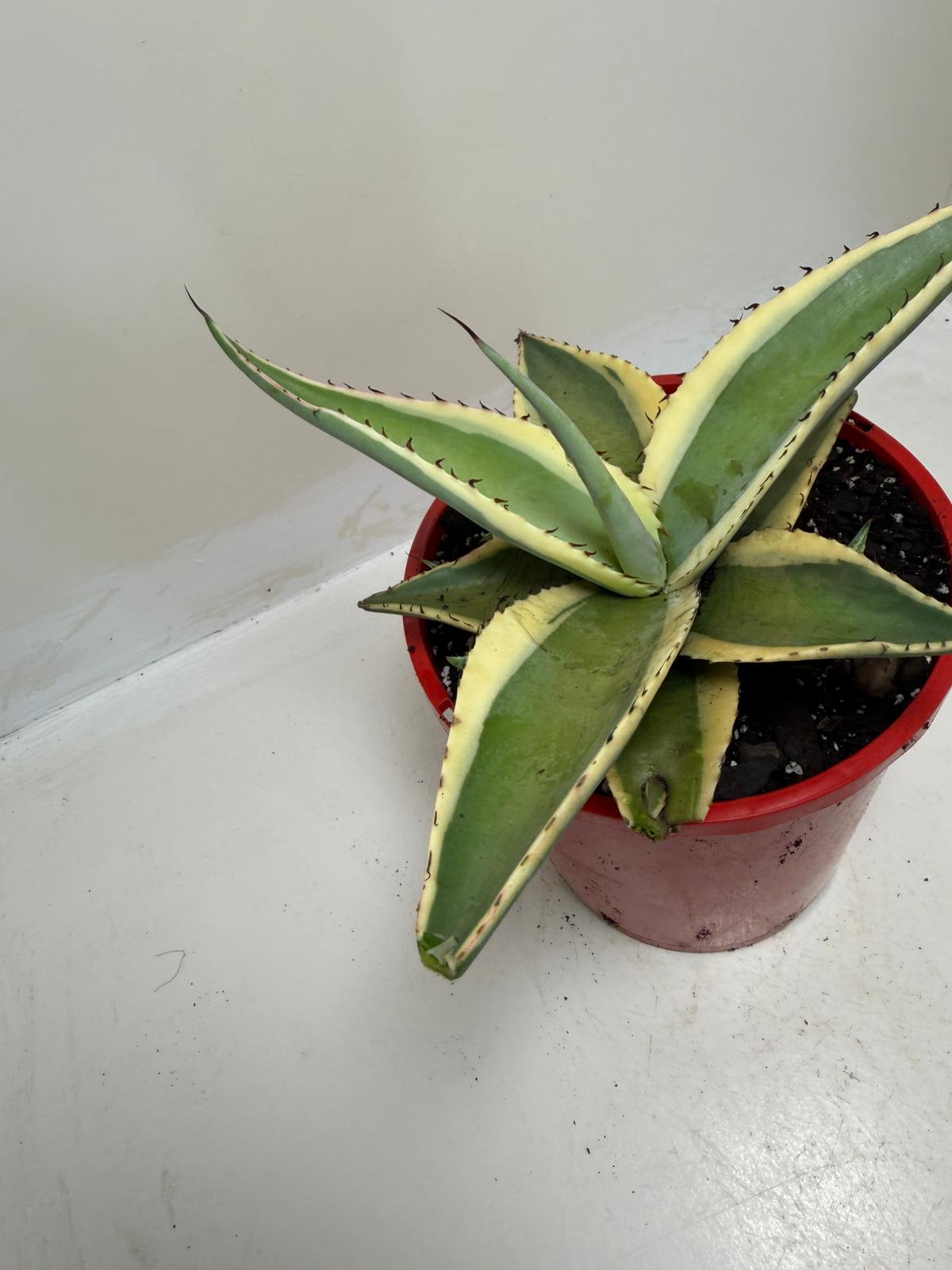 Buy Agave guiengola Creme Brulee | Rare & Exotic Plant|130mm
