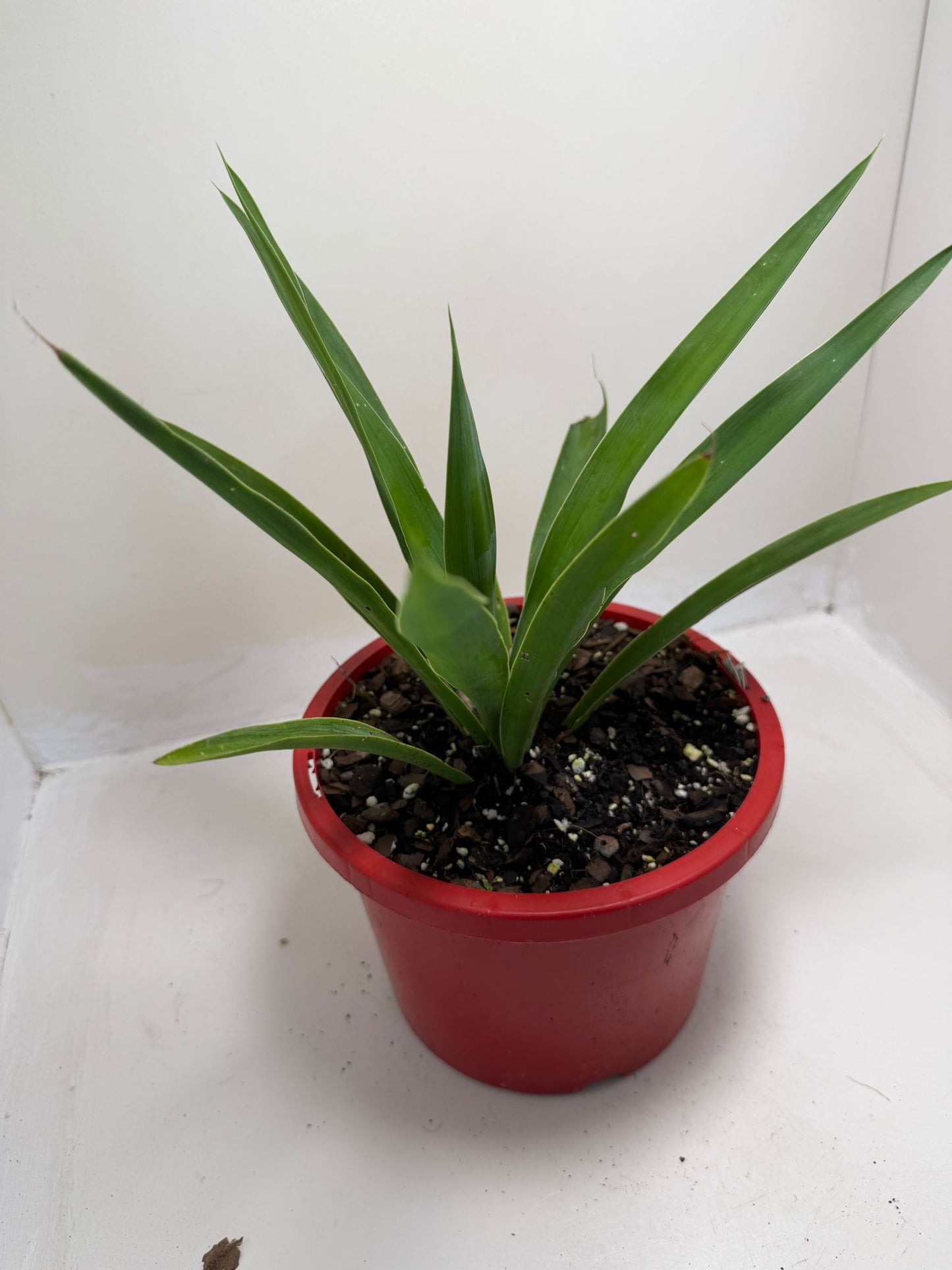 Buy Yucca elephantipes | Indoor & Outdoor Plant|190mm