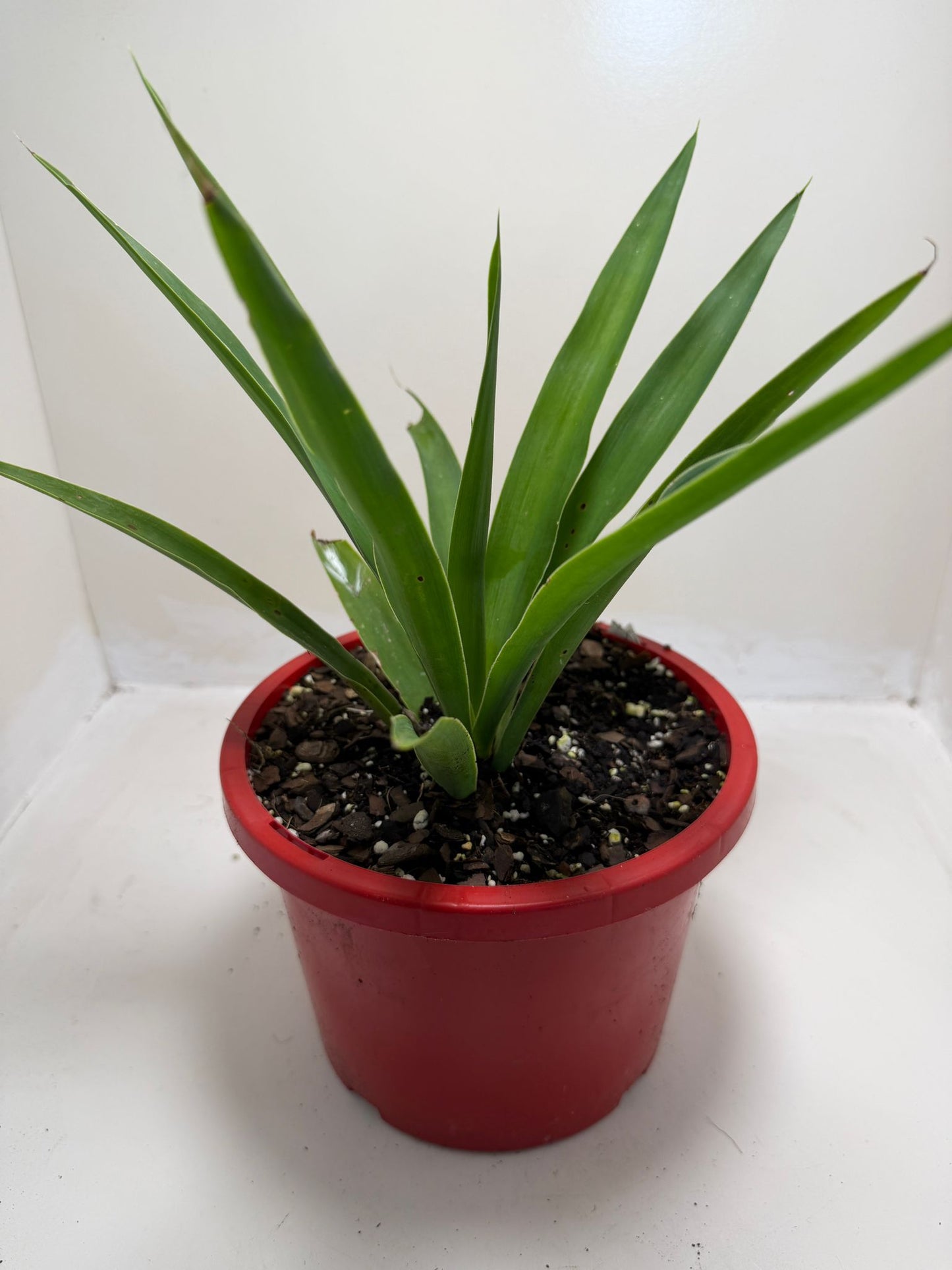 Buy Yucca elephantipes | Indoor & Outdoor Plant|190mm