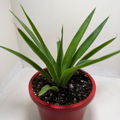 Buy Yucca elephantipes | Indoor & Outdoor Plant|190mm