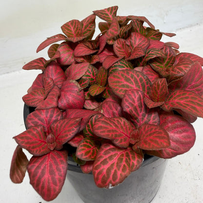 Buy Fittonia Red Flame | Easy Care Houseplant|100mm