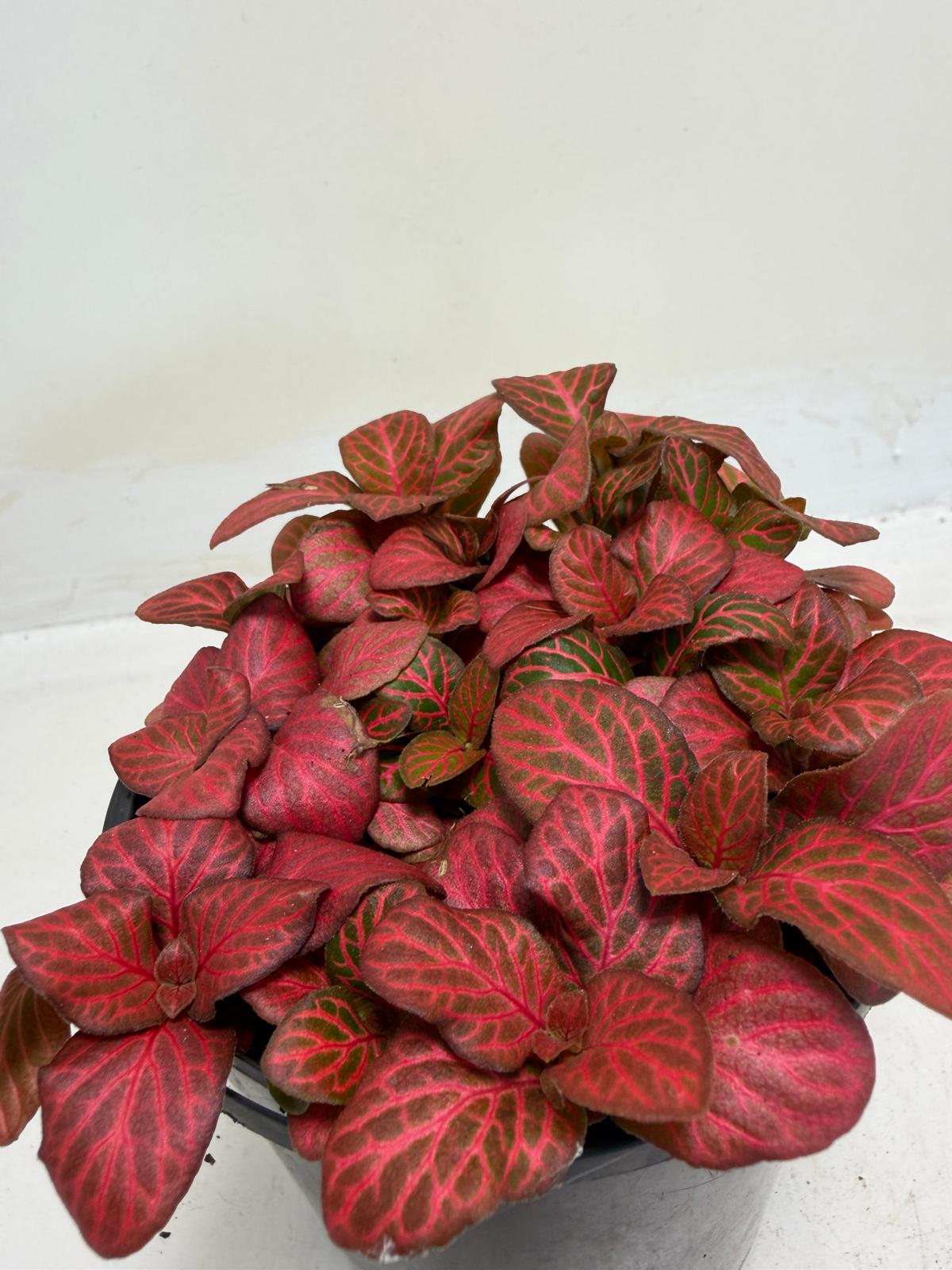 Buy Fittonia Red Flame | Easy Care Houseplant|100mm