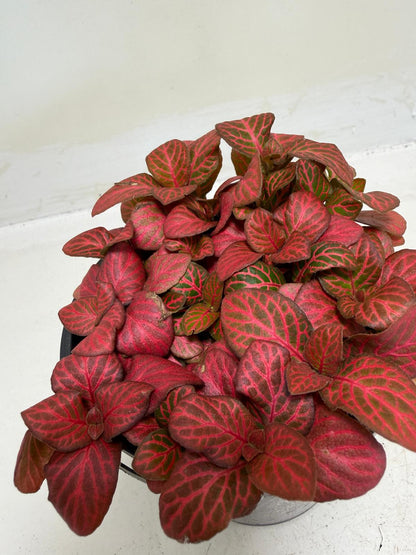 Buy Fittonia Red Flame | Easy Care Houseplant|100mm